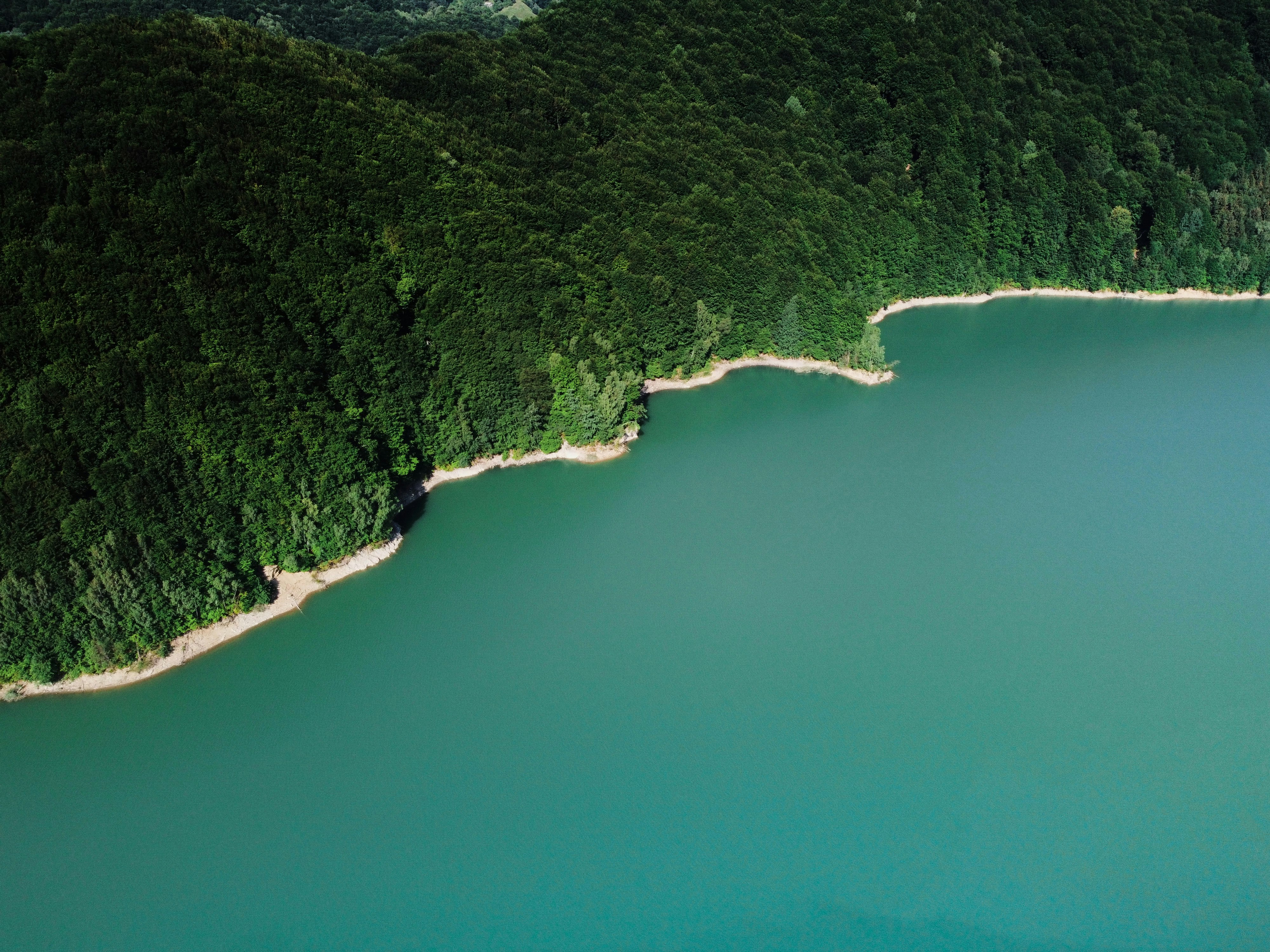 aerial view of green trees beside body of water during daytime